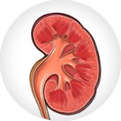 Imagen Riñones